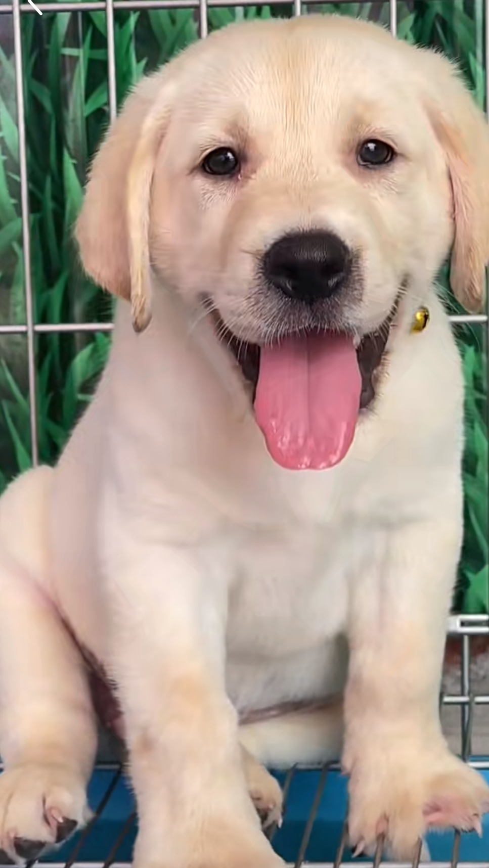 甜美，忠诚，安静，陪伴犬